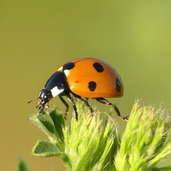 Ladybug-lang